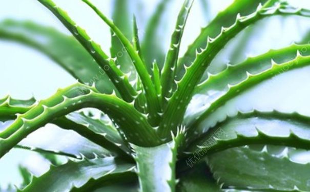 芦荟是什么样子的 芦荟是多肉植物吗